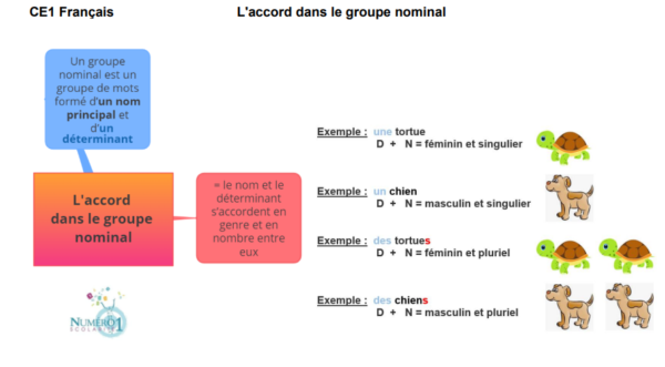 L'accord dans le groupe nominal : leçon et exercices CE1
