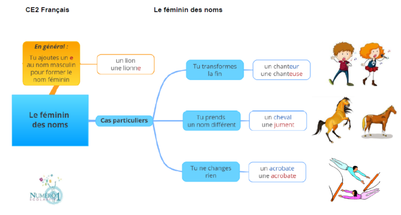 Le féminin des noms : leçon et exercices CE2