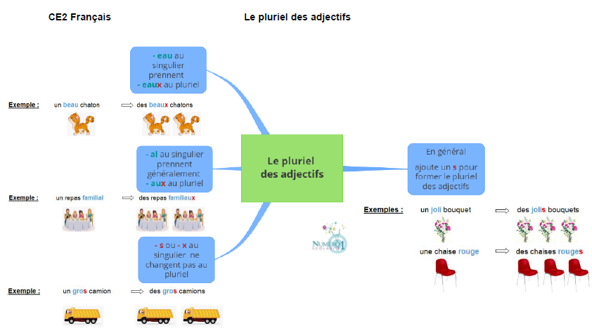 school Allegations Blink Le pluriel des adjectifs : leçon et exercices CE2