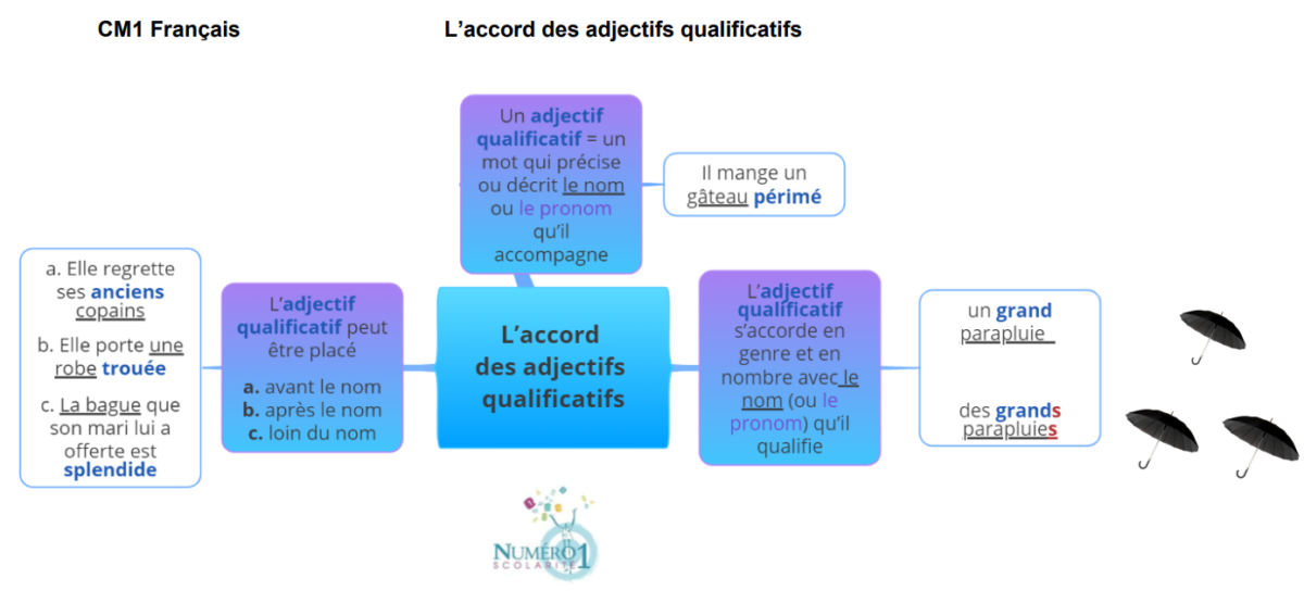 L’accord des adjectifs qualificatifs : leçon et exercices CM1