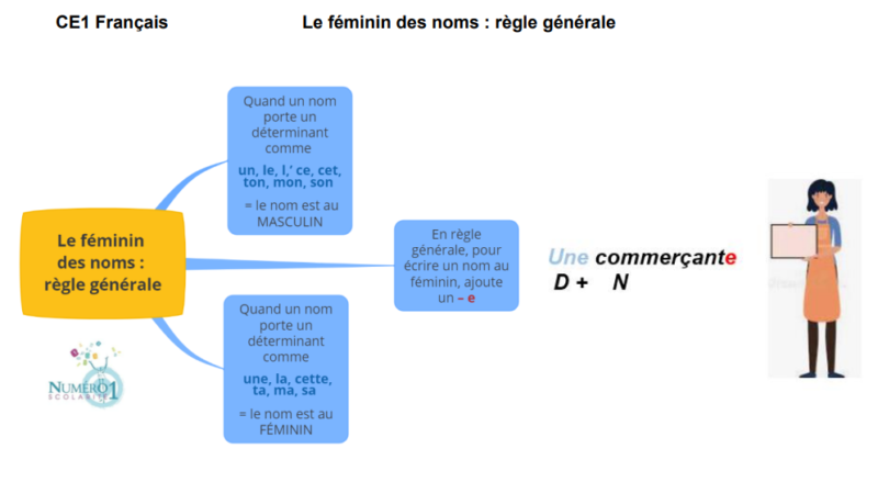 Le féminin des noms : règle générale : leçon et exercices CE1